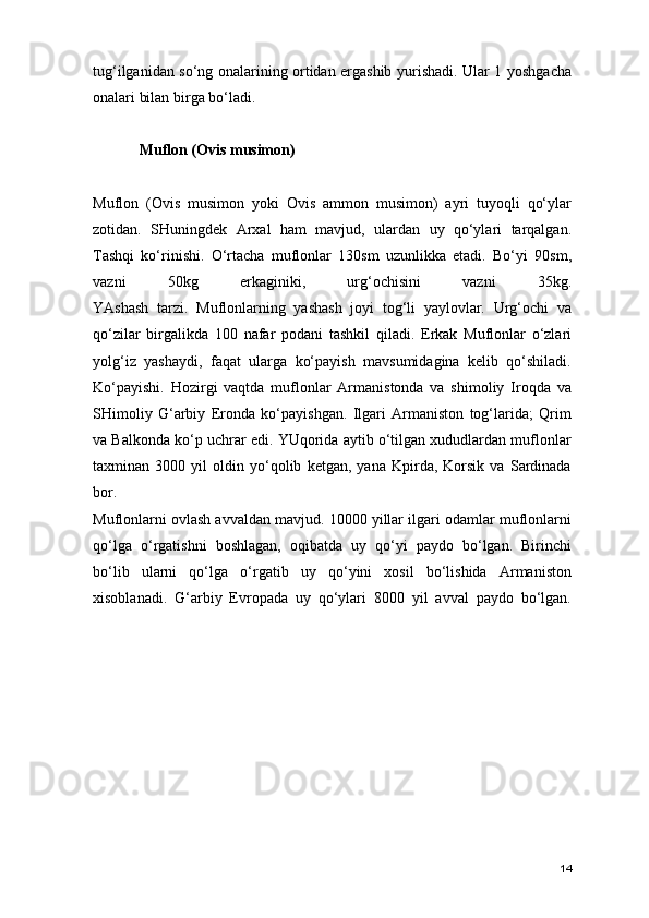 tug‘ilganidan so‘ng onalarining ortidan ergashib yurishadi. Ular 1 yoshgacha
onalari bilan birga bo‘ladi.
Muflon (Ovis musimon)
Muflon   (Ovis   musimon   yoki   Ovis   ammon   musimon)   ayri   tuyoqli   qo‘ylar
zotidan.   SHuningdek   Arxal   ham   mavjud,   ulardan   uy   qo‘ylari   tarqalgan.
Tashqi   ko‘rinishi.   O‘rtacha   muflonlar   130sm   uzunlikka   etadi.   Bo‘yi   90sm,
vazni   50kg   erkaginiki,   urg‘ochisini   vazni   35kg.
YAshash   tarzi.   Muflonlarning   yashash   joyi   tog‘li   yaylovlar.   Urg‘ochi   va
qo‘zilar   birgalikda   100   nafar   podani   tashkil   qiladi.   Erkak   Muflonlar   o‘zlari
yolg‘iz   yashaydi,   faqat   ularga   ko‘payish   mavsumidagina   kelib   qo‘shiladi.
Ko‘payishi.   Hozirgi   vaqtda   muflonlar   Armanistonda   va   shimoliy   Iroqda   va
SHimoliy   G‘arbiy   Eronda   ko‘payishgan.   Ilgari   Armaniston   tog‘larida;   Qrim
va Balkonda ko‘p uchrar edi. YUqorida aytib o‘tilgan xududlardan muflonlar
taxminan   3000   yil   oldin   yo‘qolib   ketgan,   yana   Kpirda,   Korsik   va   Sardinada
bor.
Muflonlarni ovlash avvaldan mavjud. 10000 yillar ilgari odamlar muflonlarni
qo‘lga   o‘rgatishni   boshlagan,   oqibatda   uy   qo‘yi   paydo   bo‘lgan.   Birinchi
bo‘lib   ularni   qo‘lga   o‘rgatib   uy   qo‘yini   xosil   bo‘lishida   Armaniston
xisoblanadi.   G‘arbiy   Evropada   uy   qo‘ylari   8000   yil   avval   paydo   bo‘lgan.
14 