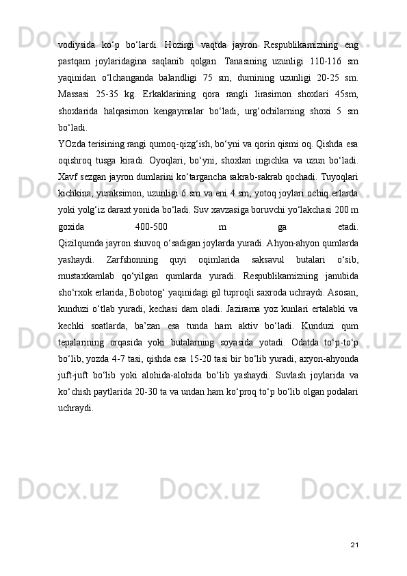 vodiysida   ko‘p   bo‘lardi.   Hozirgi   vaqtda   jayron   Respublikamizning   eng
pastqam   joylaridagina   saqlanib   qolgan.   Tanasining   uzunligi   110-116   sm
yaqinidan   o‘lchanganda   balandligi   75   sm,   dumining   uzunligi   20-25   sm.
Massasi   25-35   kg.   Erkaklarining   qora   rangli   lirasimon   shoxlari   45sm,
shoxlarida   halqasimon   kengaymalar   bo‘ladi,   urg‘ochilarning   shoxi   5   sm
bo‘ladi.
YOzda terisining rangi qumoq-qizg‘ish, bo‘yni va qorin qismi oq. Qishda esa
oqishroq   tusga   kiradi.   Oyoqlari,   bo‘yni,   shoxlari   ingichka   va   uzun   bo‘ladi.
Xavf sezgan jayron dumlarini ko‘targancha sakrab-sakrab qochadi. Tuyoqlari
kichkina, yuraksimon, uzunligi 6 sm va eni 4 sm, yotoq joylari ochiq erlarda
yoki yolg‘iz daraxt yonida bo‘ladi. Suv xavzasiga boruvchi yo‘lakchasi 200 m
goxida   400-500   m   ga   etadi.
Qizilqumda jayron shuvoq o‘sadigan joylarda yuradi. Ahyon-ahyon qumlarda
yashaydi.   Zarfshonning   quyi   oqimlarida   saksavul   butalari   o‘sib,
mustaxkamlab   qo‘yilgan   qumlarda   yuradi.   Respublikamizning   janubida
sho‘rxok erlarida, Bobotog‘ yaqinidagi gil tuproqli saxroda uchraydi. Asosan,
kunduzi   o‘tlab   yuradi,   kechasi   dam   oladi.   Jazirama   yoz   kunlari   ertalabki   va
kechki   soatlarda,   ba’zan   esa   tunda   ham   aktiv   bo‘ladi.   Kunduzi   qum
tepalarining   orqasida   yoki   butalarning   soyasida   yotadi.   Odatda   to‘p-to‘p
bo‘lib, yozda 4-7 tasi, qishda esa 15-20 tasi bir bo‘lib yuradi, axyon-ahyonda
juft-juft   bo‘lib   yoki   alohida-alohida   bo‘lib   yashaydi.   Suvlash   joylarida   va
ko‘chish paytlarida 20-30 ta va undan ham ko‘proq to‘p bo‘lib olgan podalari
uchraydi.
21 