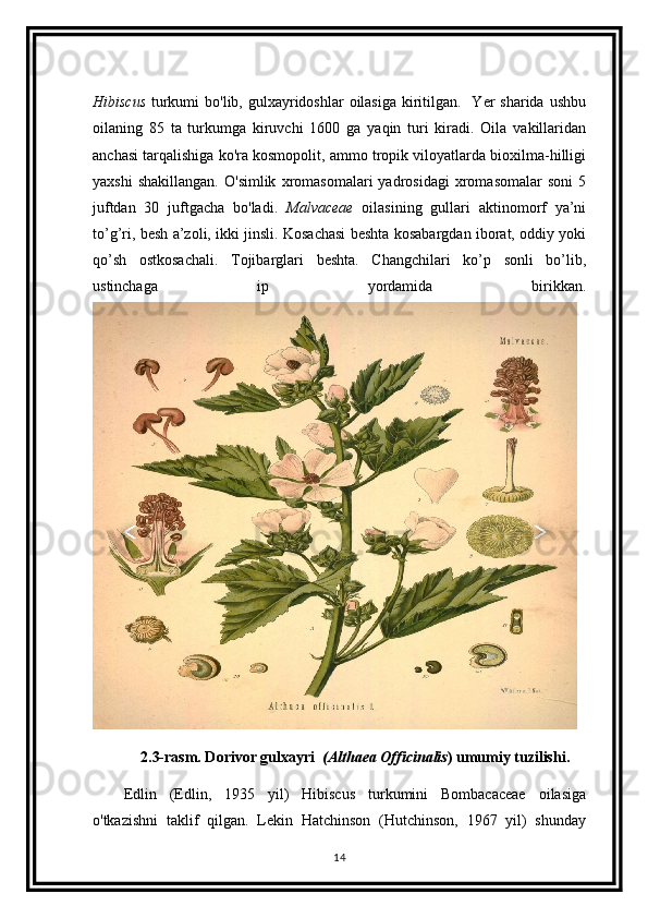 Hibiscus   turkumi  bo'lib, gulxayridoshlar  oilasiga  kiritilgan.   Yer  sharida ushbu
oilaning   85   ta   turkumga   kiruvchi   1600   ga   yaqin   turi   kiradi.   Oila   vakillaridan
anchasi tarqalishiga ko'ra kosmopolit, ammo tropik viloyatlarda bioxilma-hilligi
yaxshi   shakillangan.   O'simlik   xromasomalari   yadrosidagi   xromasomalar   soni   5
juftdan   30   juftgacha   bo'ladi.   Malvaceae   oilasining   gullari   aktinomorf   ya’ni
to’g’ri, besh a’zoli, ikki jinsli. Kosachasi beshta kosabargdan iborat, oddiy yoki
qo’sh   ostkosachali.   Tojibarglari   beshta.   Changchilari   ko’p   sonli   bo’lib,
ustinchaga   ip   yordamida   birikkan.
2.3-rasm. Dorivor gulxayri   (Althaea Officinalis ) umumiy tuzilishi.
Edlin   (Edlin,   1935   yil)   Hibiscus   turkumini   Bombacaceae   oilasiga
o'tkazishni   taklif   qilgan.   Lekin   Hatchinson   (Hutchinson,   1967   yil)   shunday
14 