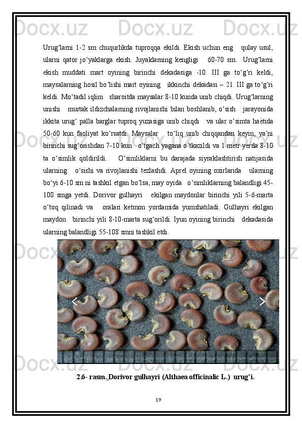 Urug larni   1-2   sm   chuqurlikda   tuproqqa   ekildi.   Ekish   uchun   eng       qulay   usul,ʻ
ularni   qator   jo yaklarga   ekish.   Juyaklarning   kengligi       60-70   sm.     Urug larni	
ʻ ʻ
ekish   muddati   mart   oyining   birinchi   dekadasiga   -10.   III   ga   to g ri   keldi,	
ʻ ʻ
maysalarning hosil bo lishi mart oyining     ikkinchi dekadasi – 21. III ga to g ri	
ʻ ʻ ʻ
keldi. Mo tadil iqlim   sharoitda maysalar 8-10 kunda unib chiqdi. Urug larning	
ʻ ʻ
unishi      murtak ildizchalarning rivojlanishi  bilan boshlanib, o sish      jarayonida	
ʻ
ikkita urug  palla barglar tuproq yuzasiga unib chiqdi     va ular o simta ha	
ѐTtida	ʻ ʻ
50-60   kun   faoliyat   ko rsatdi.   Maysalar       to liq   unib   chiqqandan   keyin,   ya ni	
ʻ ʻ ʼ
birinchi sug orishdan 7-10 kun   o tgach yagana o tkazildi va 1 metr yerda 8-10	
ʻ ʻ ʻ
ta   o simlik   qoldirildi.       O simliklarni   bu   darajada   siyraklashtirish   natijasida	
ʻ ʻ
ularning       o sishi   va   rivojlanishi   tezlashdi.   Aprel   oyining   oxirlarida       ularning	
ʻ
bo yi 6-10 sm ni tashkil etgan bo lsa, may oyida   o simliklarning balandligi 45-	
ʻ ʻ ʻ
100   smga   yetdi.   Dorivor   gulhayri       ekilgan   maydonlar   birinchi   yili   5-6-marta
o toq   qilinadi   va       oralari   ketmon   yordamida   yumshatiladi.   Gulhayri   ekilgan
ʻ
maydon     birinchi yili 8-10-marta sug orildi. Iyun oyining birinchi     dekadasida	
ʻ
ularning balandligi 55-108 smni tashkil etdi.   
2.6- rasm.   Dorivor gulhayri (Althaea officinalic L.)  urug’i.
19 