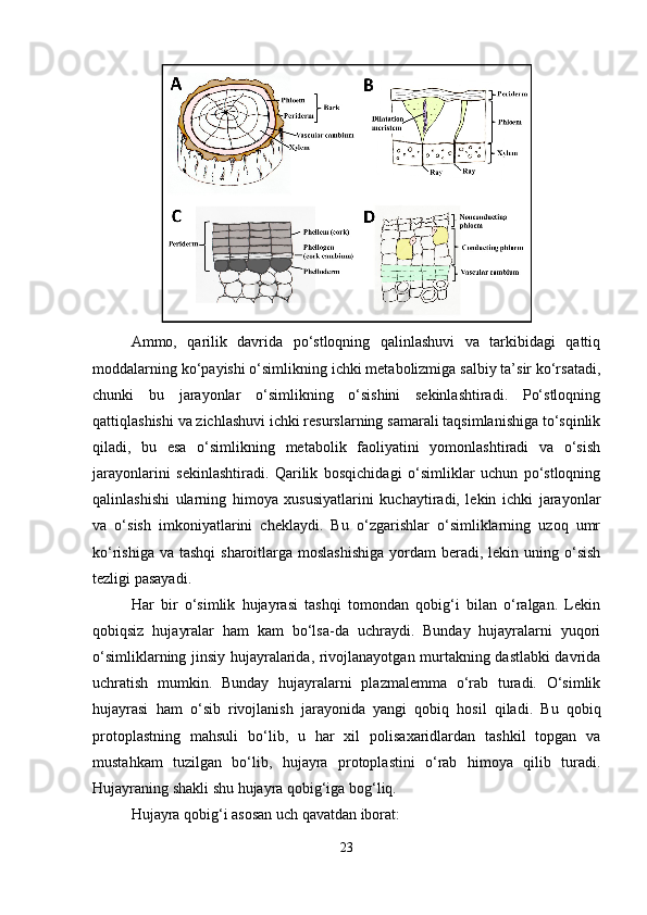 Ammo,   qarilik   davrida   po‘stloqning   qalinlashuvi   va   tarkibidagi   qattiq
moddalarning ko‘payishi o‘simlikning ichki metabolizmiga salbiy ta’sir ko‘rsatadi,
chunki   bu   jarayonlar   o‘simlikning   o‘sishini   sekinlashtiradi.   Po‘stloqning
qattiqlashishi va zichlashuvi ichki resurslarning samarali taqsimlanishiga to‘sqinlik
qiladi,   bu   esa   o‘simlikning   metabolik   faoliyatini   yomonlashtiradi   va   o‘sish
jarayonlarini   sekinlashtiradi.   Qarilik   bosqichidagi   o‘simliklar   uchun   po‘stloqning
qalinlashishi   ularning   himoya   xususiyatlarini   kuchaytiradi,   lekin   ichki   jarayonlar
va   o‘sish   imkoniyatlarini   cheklaydi.   Bu   o‘zgarishlar   o‘simliklarning   uzoq   umr
ko‘rishiga va  tashqi  sharoitlarga moslashishiga  yordam  beradi, lekin uning o‘sish
tezligi pasayadi.
Har   bir   o‘simlik   hujayrasi   tashqi   tomondan   qobig‘i   bilan   o‘ralgan.   Lekin
qobiqsiz   hujayralar   ham   kam   bo‘lsa-da   uchraydi.   Bunday   hujayralarni   yuqori
o‘simliklarning jinsiy hujayralarida, rivojlanayotgan murtakning dastlabki davrida
uchratish   mumkin.   Bunday   hujayralarni   plazmalemma   o‘rab   turadi.   O‘simlik
hujayrasi   ham   o‘sib   rivojlanish   jarayonida   yangi   qobiq   hosil   qiladi.   Bu   qobiq
protoplastning   mahsuli   bo‘lib,   u   har   xil   polisaxaridlardan   tashkil   topgan   va
mustahkam   tuzilgan   bo‘lib,   hujayra   protoplastini   o‘rab   himoya   qilib   turadi.
Hujayraning shakli shu hujayra qobig‘iga bog‘liq.
Hujayra qobig‘i asosan uch qavatdan iborat:
23 
