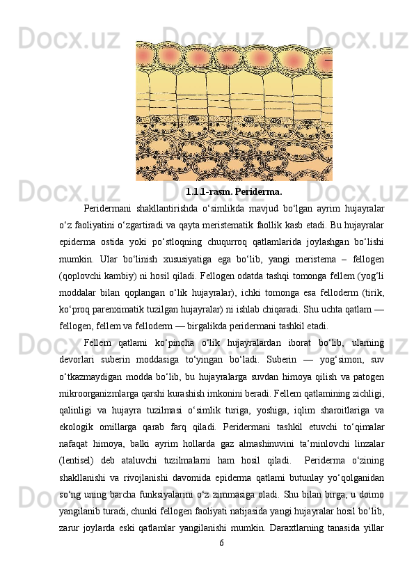 1.1.1-rasm. Periderma.
Peridermani   shakllantirishda   o‘simlikda   mavjud   bo‘lgan   ayrim   hujayralar
o‘z faoliyatini o‘zgartiradi va qayta meristematik faollik kasb etadi. Bu hujayralar
epiderma   ostida   yoki   po‘stloqning   chuqurroq   qatlamlarida   joylashgan   bo‘lishi
mumkin.   Ular   bo‘linish   xususiyatiga   ega   bo‘lib,   yangi   meristema   –   fellogen
(qoplovchi kambiy) ni hosil qiladi. Fellogen odatda tashqi tomonga fellem (yog‘li
moddalar   bilan   qoplangan   o‘lik   hujayralar),   ichki   tomonga   esa   felloderm   (tirik,
ko‘proq parenximatik tuzilgan hujayralar) ni ishlab chiqaradi. Shu uchta qatlam —
fellogen, fellem va felloderm — birgalikda peridermani tashkil etadi.
Fellem   qatlami   ko‘pincha   o‘lik   hujayralardan   iborat   bo‘lib,   ularning
devorlari   suberin   moddasiga   to‘yingan   bo‘ladi.   Suberin   —   yog‘simon,   suv
o‘tkazmaydigan   modda   bo‘lib,   bu   hujayralarga   suvdan   himoya   qilish   va   patogen
mikroorganizmlarga qarshi kurashish imkonini beradi. Fellem qatlamining zichligi,
qalinligi   va   hujayra   tuzilmasi   o‘simlik   turiga,   yoshiga,   iqlim   sharoitlariga   va
ekologik   omillarga   qarab   farq   qiladi.   Peridermani   tashkil   etuvchi   to‘qimalar
nafaqat   himoya,   balki   ayrim   hollarda   gaz   almashinuvini   ta’minlovchi   linzalar
(lentisel)   deb   ataluvchi   tuzilmalarni   ham   hosil   qiladi.     Periderma   o‘zining
shakllanishi   va   rivojlanishi   davomida   epiderma   qatlami   butunlay   yo‘qolganidan
so‘ng uning  barcha funksiyalarini   o‘z  zimmasiga  oladi. Shu  bilan birga, u  doimo
yangilanib turadi, chunki fellogen faoliyati natijasida yangi hujayralar hosil bo‘lib,
zarur   joylarda   eski   qatlamlar   yangilanishi   mumkin.   Daraxtlarning   tanasida   yillar
6 