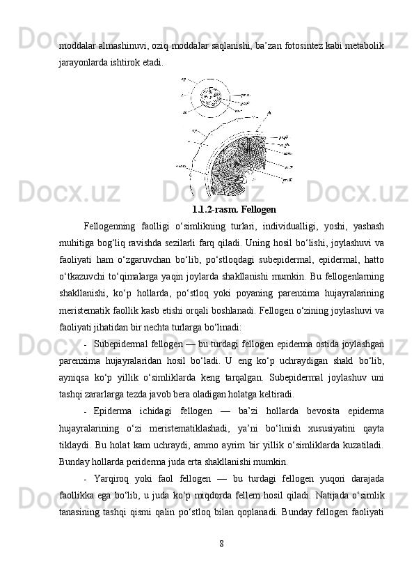 moddalar almashinuvi, oziq moddalar saqlanishi, ba’zan fotosintez kabi metabolik
jarayonlarda ishtirok etadi.
1.1.2-rasm.  Fellogen
Fellogenning   faolligi   o‘simlikning   turlari,   individualligi,   yoshi,   yashash
muhitiga bog‘liq ravishda sezilarli farq qiladi. Uning hosil  bo‘lishi, joylashuvi  va
faoliyati   ham   o‘zgaruvchan   bo‘lib,   po‘stloqdagi   subepidermal,   epidermal,   hatto
o‘tkazuvchi  to‘qimalarga yaqin joylarda shakllanishi  mumkin. Bu fellogenlarning
shakllanishi,   ko‘p   hollarda,   po‘stloq   yoki   poyaning   parenxima   hujayralarining
meristematik faollik kasb etishi orqali boshlanadi. Fellogen o‘zining joylashuvi va
faoliyati jihatidan bir nechta turlarga bo‘linadi:
 Subepidermal fellogen — bu turdagi fellogen epiderma ostida joylashgan
parenxima   hujayralaridan   hosil   bo‘ladi.   U   eng   ko‘p   uchraydigan   shakl   bo‘lib,
ayniqsa   ko‘p   yillik   o‘simliklarda   keng   tarqalgan.   Subepidermal   joylashuv   uni
tashqi zararlarga tezda javob bera oladigan holatga keltiradi.
 Epiderma   ichidagi   fellogen   —   ba’zi   hollarda   bevosita   epiderma
hujayralarining   o‘zi   meristematiklashadi,   ya’ni   bo‘linish   xususiyatini   qayta
tiklaydi.   Bu   holat   kam   uchraydi,   ammo   ayrim   bir   yillik   o‘simliklarda   kuzatiladi.
Bunday hollarda periderma juda erta shakllanishi mumkin.
 Yarqiroq   yoki   faol   fellogen   —   bu   turdagi   fellogen   yuqori   darajada
faollikka   ega   bo‘lib,   u   juda   ko‘p   miqdorda   fellem   hosil   qiladi.   Natijada   o‘simlik
tanasining   tashqi   qismi   qalin   po‘stloq   bilan   qoplanadi.   Bunday   fellogen   faoliyati
8 