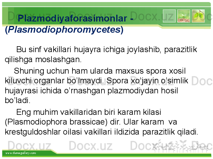 www.themegallery.com      Plazmodiyaforasimonlar  -
( Plasmodiophoromycetes )
      Bu sinf vakillari  h ujayra ichiga joylashib, parazitlik 
q ilishga moslashgan.
       Shuning uchun  h am ularda maxsus spora xosil 
kil u vchi organlar b o’ lmaydi. Spora  xo’ ja y in  o’ simlik 
h ujayrasi ichida  o’ rnashgan plazmodiydan  h osil 
b o’ ladi.
      Eng mu him  vakillaridan biri karam kilasi 
(Plasmodiophora brassicae) dir. Ular karam  va 
krestguldoshlar oilasi vakillari ildizida  parazitlik qiladi.   