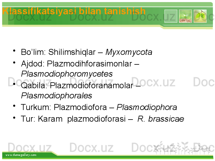 www.themegallery.comKlassifikatsiyasi bilan tanishish
•
Bo’lim: Shilimshiqlar –  Myxomycota
•
Ajdod: Plazmodihforasimonlar – 
Plasmodiophoromycetes
•
Qabila: Plazmodioforanamolar – 
Plasmodiophorales
•
Turkum: Plazmodiofora –  Plasmodiophora
•
Tur: Karam  plazmodioforasi –   R.  brassicae     