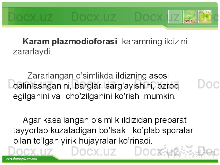 www.themegallery.com      Karam plazmodioforasi    karamning ildizini 
zararlaydi. 
       
       Zararlangan o’simlikda  ildizning asosi  
qalinlashganini, barglari sarg’ayishini, ozroq  
egilganini va  cho’zilganini ko’rish  mumkin.
  
     Agar kasallangan o’simlik ildizidan preparat 
tayyorlab kuzatadigan bo’lsak , ko’plab sporalar 
bilan to’lgan yirik hujayralar ko’rinadi.   