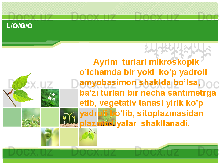 L/O/G/O
       Ayrim  turlari mikroskopik 
o’lchamda bir yoki  ko’p yadroli 
amyobasimon shaklda bo’lsa, 
ba’zi turlari bir necha santimetrga 
etib, vegetativ tanasi yirik ko’p 
yadroli bo’lib, sitoplazmasidan 
plazmodiyalar  shakllanadi.       