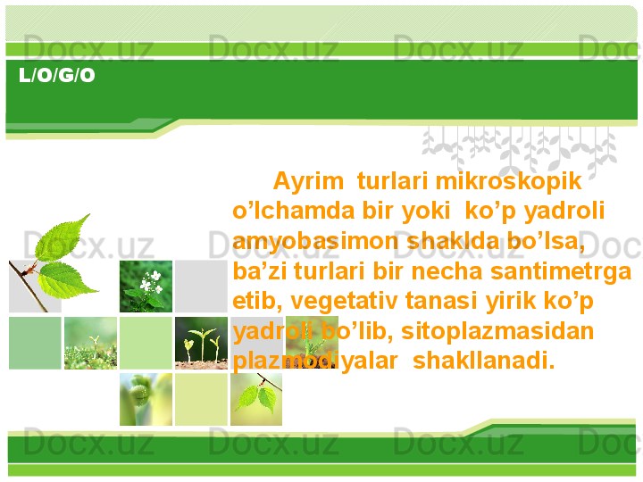 L/O/G/O
       Ayrim  turlari mikroskopik 
o’lchamda bir yoki  ko’p yadroli 
amyobasimon shaklda bo’lsa, 
ba’zi turlari bir necha santimetrga 
etib, vegetativ tanasi yirik ko’p 
yadroli bo’lib, sitoplazmasidan 
plazmodiyalar  shakllanadi.