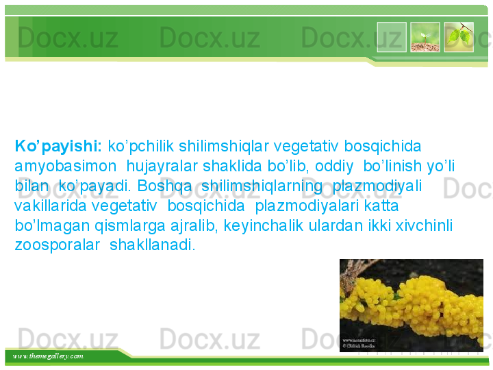 www.themegallery.com    
Ko’payishi:  k o’pchilik shilimshiqlar vegetativ bosqichida 
amyobasimon  hujayralar shaklida bo’lib, oddiy  bo’linish yo’li 
bilan  ko’payadi. Boshqa  shilimshiqlarning  plazmodiyali 
vakillarida vegetativ  bosqichida  plazmodiyalari katta 
bo’lmagan qismlarga ajralib, keyinchalik ulardan ikki xivchinli  
zoosporalar  shakllanadi.