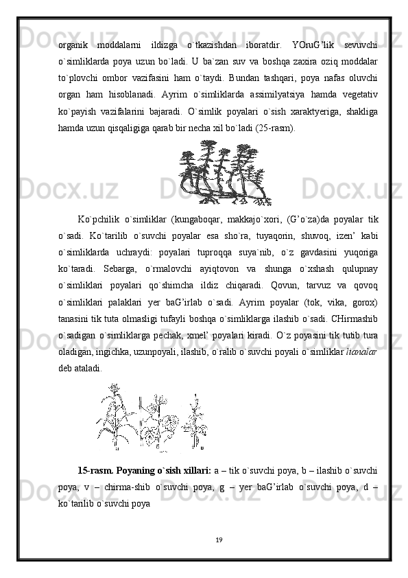 organik   moddalarni   ildizga   o`tkazishdan   iboratdir.   YOruG’lik   sevuvchi
o`simliklarda   poya   uzun   bo`ladi.   U   ba`zan   suv   va   boshqa   zaxira   oziq   moddalar
to`plovchi   ombor   vazifasini   ham   o`taydi.   Bundan   tashqari,   poya   nafas   oluvchi
organ   ham   hisoblanadi.   Ayrim   o`simliklarda   assimilyatsiya   hamda   vegetativ
ko`payish   vazifalarini   bajaradi.   O`simlik   poyalari   o`sish   xaraktyeriga,   shakliga
hamda uzun qisqaligiga qarab bir necha xil bo`ladi (25-rasm).
Ko`pchilik   o`simliklar   (kungaboqar,   makkajo`xori,   (G’o`za)da   poyalar   tik
o`sadi.   Ko`tari lib   o`suvchi   poyalar   esa   sho`ra,   tuyaqorin,   shuvoq,   izen’   kabi
o`sim liklarda   uchraydi:   poyalari   tuproqqa   suya`nib,   o`z   gavdasini   yuqoriga
ko`taradi.   Sebarga,   o`rmalovchi   ayiqtovon   va   shunga   o`xshash   qulupnay
o`simliklari   poyalari   qo`shimcha   ildiz   chiqaradi.   Qovun,   tarvuz   va   qovoq
o`simliklari   palaklari   yer   baG’irlab   o`sadi.   Ayrim   poyalar   (tok,   vika,   gorox)
tanasini tik tuta olmasligi tufayli boshqa o`simliklarga ilashib o`sadi. CHirmashib
o`sadigan   o`simliklarga   pechak,   xmel’   poyalari   kiradi.   O`z  poyasini  tik tutib  tura
olad igan, ingichka, uzunpoyali, ilashib, o`ralib o`suvchi poyali  o`simliklar  lianalar
deb ataladi.
15-rasm. Poyaning o`sish xillari:  a – tik o`suvchi poya, b – ilashib o`suvchi
poya,   v   –   chirma-shib   o`suvchi   poya,   g   –   yer   baG’irlab   o`suvchi   poya,   d   –
ko`tarilib o`suvchi poya
19 