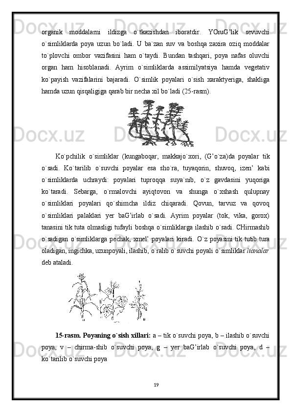 organik   moddalarni   ildizga   o`tkazishdan   iboratdir.   YOruG’lik   sevuvchi
o`simliklarda   poya   uzun   bo`ladi.   U   ba`zan   suv   va   boshqa   zaxira   oziq   moddalar
to`plovchi   ombor   vazifasini   ham   o`taydi.   Bundan   tashqari,   poya   nafas   oluvchi
organ   ham   hisoblanadi.   Ayrim   o`simliklarda   assimilyatsiya   hamda   vegetativ
ko`payish   vazifalarini   bajaradi.   O`simlik   poyalari   o`sish   xaraktyeriga,   shakliga
hamda uzun qisqaligiga qarab bir necha xil bo`ladi (25-rasm).
Ko`pchilik   o`simliklar   (kungaboqar,   makkajo`xori,   (G’o`za)da   poyalar   tik
o`sadi.   Ko`tari lib   o`suvchi   poyalar   esa   sho`ra,   tuyaqorin,   shuvoq,   izen’   kabi
o`sim liklarda   uchraydi:   poyalari   tuproqqa   suya`nib,   o`z   gavdasini   yuqoriga
ko`taradi.   Sebarga,   o`rmalovchi   ayiqtovon   va   shunga   o`xshash   qulupnay
o`simliklari   poyalari   qo`shimcha   ildiz   chiqaradi.   Qovun,   tarvuz   va   qovoq
o`simliklari   palaklari   yer   baG’irlab   o`sadi.   Ayrim   poyalar   (tok,   vika,   gorox)
tanasini tik tuta olmasligi tufayli boshqa o`simliklarga ilashib o`sadi. CHirmashib
o`sadigan   o`simliklarga   pechak,   xmel’   poyalari   kiradi.   O`z  poyasini  tik tutib  tura
olad igan, ingichka, uzunpoyali, ilashib, o`ralib o`suvchi poyali  o`simliklar  lianalar
deb ataladi.
15-rasm. Poyaning o`sish xillari:  a – tik o`suvchi poya, b – ilashib o`suvchi
poya,   v   –   chirma-shib   o`suvchi   poya,   g   –   yer   baG’irlab   o`suvchi   poya,   d   –
ko`tarilib o`suvchi poya
19