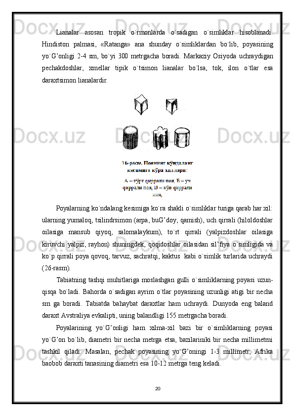 Lianalar   asosan   tropik   o`rmonlarda   o`sadigan   o`simliklar   hisoblanadi.
Hindiston   palmasi,   «Ratanga»   ana   shunday   o`simliklardan   bo`lib,   poyasining
yo`G’onli gi   2-4   sm,   bo`yi   300   metrgacha   boradi.   Markaziy   Osiyoda   uchraydigan
pechakdoshlar,   xmellar   tipik   o`tsimon   lianalar   bo`lsa,   tok,   ilon   o`tlar   esa
daraxtsimon lianalardir.
Poyalarning ko`ndalang kesimiga ko`ra shakli o`simliklar turiga qarab har xil:
ularning yumaloq, tsilindrsimon (arpa, buG’doy, qamish), uch qirrali (hiloldoshlar
oilasiga   mansub   qiyoq,   salomalaykum),   to`rt   qirrali   (yalpizdoshlar   oilasiga
kiruvchi   yalpiz, rayhon) shuningdek,   qoqidoshlar   oilasidan  sil’fiya  o`simligida va
ko`p qirrali poya qovoq, tarvuz, sachratqi, kaktus  kabi o`simlik turlarida uchraydi
(26-rasm).
Tabiatning tashqi  muhitlariga moslashgan  gulli  o`simliklarning poyasi  uzun-
qisqa  bo`ladi.  Bahorda  o`sadigan   ayrim   o`tlar  poyasining  uzunligi   atigi  bir  necha
sm   ga   boradi.   Tabiatda   bahaybat   daraxtlar   ham   uchraydi.   Dunyoda   eng   baland
daraxt Avstraliya evkalipti, uning balandligi 155 metrgacha boradi.
Poyalarining   yo`G’onligi   ham   xilma-xil   bazi   bir   o`simliklarning   poyasi
yo`G’on  bo`lib, diametri   bir   necha  metrga  etsa,  bazilariniki  bir  necha  millimetrni
tashkil   qiladi.   Masalan,   pechak   poyasining   yo`G’oningi   1-3   millimetr,   Afrika
baobob daraxti tanasining diametri esa 10-12 metrga teng keladi. 
20 