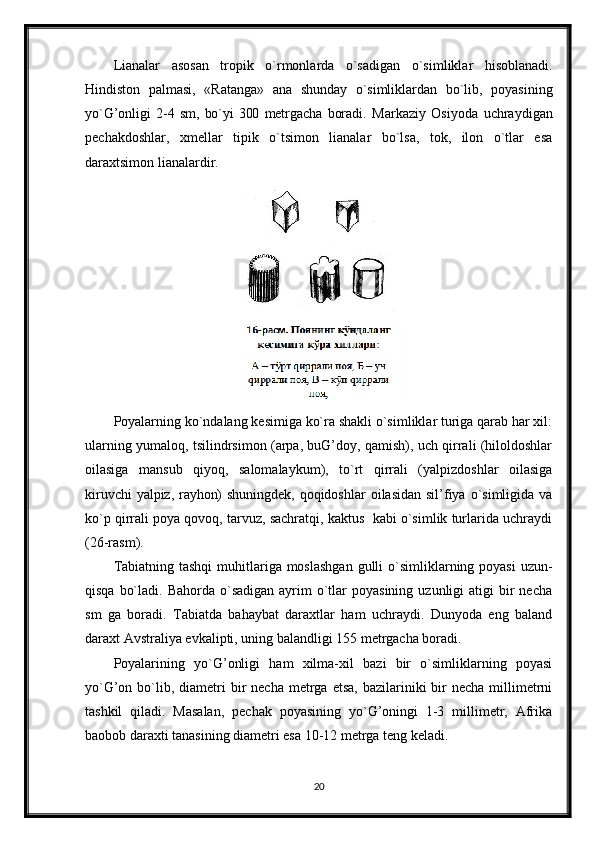 Lianalar   asosan   tropik   o`rmonlarda   o`sadigan   o`simliklar   hisoblanadi.
Hindiston   palmasi,   «Ratanga»   ana   shunday   o`simliklardan   bo`lib,   poyasining
yo`G’onli gi   2-4   sm,   bo`yi   300   metrgacha   boradi.   Markaziy   Osiyoda   uchraydigan
pechakdoshlar,   xmellar   tipik   o`tsimon   lianalar   bo`lsa,   tok,   ilon   o`tlar   esa
daraxtsimon lianalardir.
Poyalarning ko`ndalang kesimiga ko`ra shakli o`simliklar turiga qarab har xil:
ularning yumaloq, tsilindrsimon (arpa, buG’doy, qamish), uch qirrali (hiloldoshlar
oilasiga   mansub   qiyoq,   salomalaykum),   to`rt   qirrali   (yalpizdoshlar   oilasiga
kiruvchi   yalpiz, rayhon) shuningdek,   qoqidoshlar   oilasidan  sil’fiya  o`simligida va
ko`p qirrali poya qovoq, tarvuz, sachratqi, kaktus  kabi o`simlik turlarida uchraydi
(26-rasm).
Tabiatning tashqi  muhitlariga moslashgan  gulli  o`simliklarning poyasi  uzun-
qisqa  bo`ladi.  Bahorda  o`sadigan   ayrim   o`tlar  poyasining  uzunligi   atigi  bir  necha
sm   ga   boradi.   Tabiatda   bahaybat   daraxtlar   ham   uchraydi.   Dunyoda   eng   baland
daraxt Avstraliya evkalipti, uning balandligi 155 metrgacha boradi.
Poyalarining   yo`G’onligi   ham   xilma-xil   bazi   bir   o`simliklarning   poyasi
yo`G’on  bo`lib, diametri   bir   necha  metrga  etsa,  bazilariniki  bir  necha  millimetrni
tashkil   qiladi.   Masalan,   pechak   poyasining   yo`G’oningi   1-3   millimetr,   Afrika
baobob daraxti tanasining diametri esa 10-12 metrga teng keladi. 
20