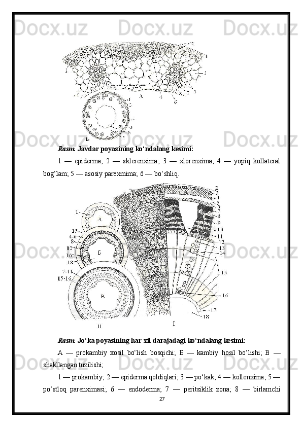 Rasm.  Javdar poyasining ko‘ndalang kesimi:
1   —   epiderma;   2   —   sklerenxima;   3   —   xlorenxima;   4   —   yopiq   kollateral
bog‘lam; 5 — asosiy parexmima; 6 — bo‘shliq.
Rasm.  Jo‘ka poyasining har xil darajadagi ko‘ndalang kesimi:
A   —   prokambiy   xosil   bo‘lish   bosqichi;   Б   —   kambiy   hosil   bo‘lishi;   В   —
shakllangan tuzilishi;
1 — prokambiy; 2 — epiderma qoldiqlari; 3 — po‘kak; 4 — kollenxima; 5 —
po‘stloq   parenximasi;   6   —   endoderma;   7   —   peritsiklik   zona;   8   —   birlamchi
27 