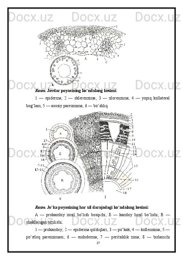 Rasm.  Javdar poyasining ko‘ndalang kesimi:
1   —   epiderma;   2   —   sklerenxima;   3   —   xlorenxima;   4   —   yopiq   kollateral
bog‘lam; 5 — asosiy parexmima; 6 — bo‘shliq.
Rasm.  Jo‘ka poyasining har xil darajadagi ko‘ndalang kesimi:
A   —   prokambiy   xosil   bo‘lish   bosqichi;   Б   —   kambiy   hosil   bo‘lishi;   В   —
shakllangan tuzilishi;
1 — prokambiy; 2 — epiderma qoldiqlari; 3 — po‘kak; 4 — kollenxima; 5 —
po‘stloq   parenximasi;   6   —   endoderma;   7   —   peritsiklik   zona;   8   —   birlamchi
27