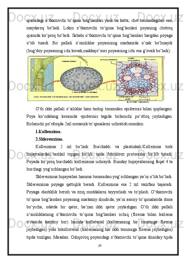 qismidagi  o‘tkazuvchi  to‘qima  bog‘lamlari  yirik va katta, chet  tomondagilari  esa,
maydaroq   bo‘ladi.   Lekin   o‘tkazuvchi   to‘qima   bog‘lamlari   poyaning   chetroq
qismida ko‘proq bo‘ladi. Sababi o‘tkazuvchi to‘qima bog‘lamlari bargdan poyaga
o‘tib   turadi.   Bir   pallali   o‘simliklar   poyasining   markazida   o‘zak   bo‘lmaydi
(bug‘doy poyasining ichi kovak,makkajo‘xori poyasining ichi esa g‘ovak bo‘ladi). 
 
O‘tli   ikki   pallali   o‘siliklar   ham   tashqi   tomondan   epidermis   bilan   qoplangan.
Poya   ko‘ndalang   kesimida   epidermis   tagida   birlamchi   po‘stloq   joylashgan.
Birlamchi po‘stloqda 2xil mexanik to‘qimalarni uchratish mumkin.
1.Kollenxima.  
2.Sklerenxima.  
Kollenxima   2   xil   bo‘ladi:   Burchakli   va   plastinkali.Kollexima   tirik
hujayralardan   tashkil   topgan   bo‘lib,   unda   fotosintez   protsesslar   bo‘lib   turadi.
Poyada ko‘proq burchakli kollenxima uchraydi. Bunday hujayralarning faqat  4 ta
burchagi yog‘ochlangan bo‘ladi.
Sklerenxima hujayralari hamma tomonidan yog‘ochlangan ya’ni o‘lik bo‘ladi.
Sklerenxima   poyaga   qattiqlik   beradi.   Kollenxima   esa   2   xil   vazifani   bajaradi.
Poyaga   elastiklik   berish   va   oziq   moddalarni   tayyorlash   va   to‘plash.   O‘tkazuvchi
to‘qima bog‘lamlari poyaning markaziy slindrida, ya’ni asosiy to‘qimalarida doira
bo‘yicha,   odatda   bir   qator,   ba’zan   ikki   qator   joylashgan.   O‘tli   ikki   pallali
o‘simliklarning   o‘tkazuvchi   to‘qima   bog‘lamlari   ochiq   (floema   bilan   ksilema
o‘rtasida   kambiy   bor)   hamda   kolloterial   (ksilemaning   bir   tomoniga   floema
joylashgan)  yoki  bikolloterial  (ksilemaning har  ikki  tomoniga floema  joylashgan)
tipda tuzilgan. Masalan:  Oshqovoq poyasidagi o‘tkazuvchi to‘qima shunday tipda
29 