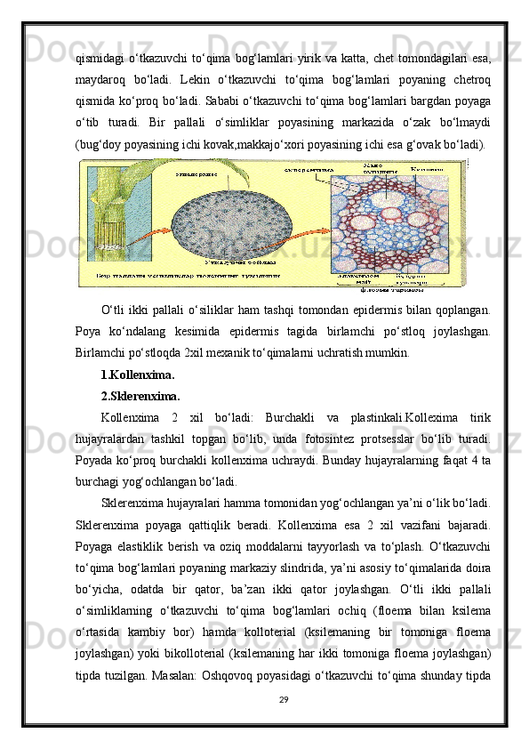 qismidagi  o‘tkazuvchi  to‘qima  bog‘lamlari  yirik va katta, chet  tomondagilari  esa,
maydaroq   bo‘ladi.   Lekin   o‘tkazuvchi   to‘qima   bog‘lamlari   poyaning   chetroq
qismida ko‘proq bo‘ladi. Sababi o‘tkazuvchi to‘qima bog‘lamlari bargdan poyaga
o‘tib   turadi.   Bir   pallali   o‘simliklar   poyasining   markazida   o‘zak   bo‘lmaydi
(bug‘doy poyasining ichi kovak,makkajo‘xori poyasining ichi esa g‘ovak bo‘ladi). 
 
O‘tli   ikki   pallali   o‘siliklar   ham   tashqi   tomondan   epidermis   bilan   qoplangan.
Poya   ko‘ndalang   kesimida   epidermis   tagida   birlamchi   po‘stloq   joylashgan.
Birlamchi po‘stloqda 2xil mexanik to‘qimalarni uchratish mumkin.
1.Kollenxima.  
2.Sklerenxima.  
Kollenxima   2   xil   bo‘ladi:   Burchakli   va   plastinkali.Kollexima   tirik
hujayralardan   tashkil   topgan   bo‘lib,   unda   fotosintez   protsesslar   bo‘lib   turadi.
Poyada ko‘proq burchakli kollenxima uchraydi. Bunday hujayralarning faqat  4 ta
burchagi yog‘ochlangan bo‘ladi.
Sklerenxima hujayralari hamma tomonidan yog‘ochlangan ya’ni o‘lik bo‘ladi.
Sklerenxima   poyaga   qattiqlik   beradi.   Kollenxima   esa   2   xil   vazifani   bajaradi.
Poyaga   elastiklik   berish   va   oziq   moddalarni   tayyorlash   va   to‘plash.   O‘tkazuvchi
to‘qima bog‘lamlari poyaning markaziy slindrida, ya’ni asosiy to‘qimalarida doira
bo‘yicha,   odatda   bir   qator,   ba’zan   ikki   qator   joylashgan.   O‘tli   ikki   pallali
o‘simliklarning   o‘tkazuvchi   to‘qima   bog‘lamlari   ochiq   (floema   bilan   ksilema
o‘rtasida   kambiy   bor)   hamda   kolloterial   (ksilemaning   bir   tomoniga   floema
joylashgan)  yoki  bikolloterial  (ksilemaning har  ikki  tomoniga floema  joylashgan)
tipda tuzilgan. Masalan:  Oshqovoq poyasidagi o‘tkazuvchi to‘qima shunday tipda
29
