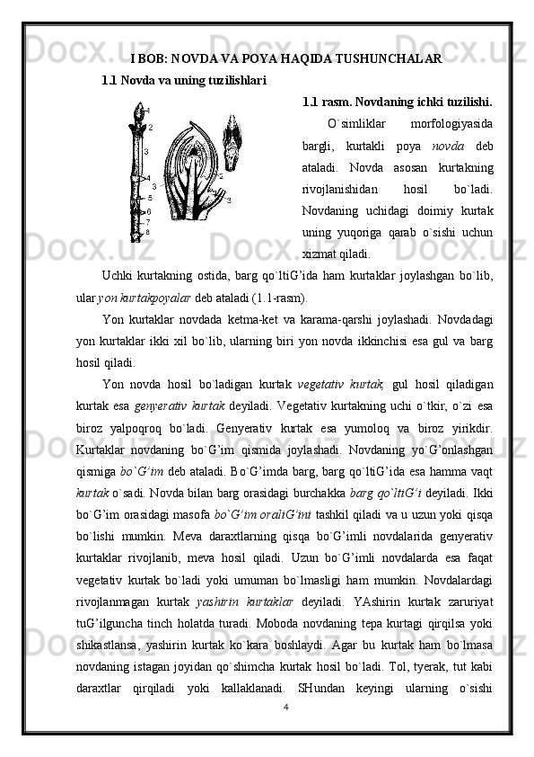 I BOB: NOVDA VA POYA HAQIDA TUSHUNCHALAR
1.1 Novda va uning tuzilishlari
1.1 rasm. Novdaning ichki tuzilishi.
O`simliklar   morfologiyasida
bargli,   kurtakli   poya   novda   deb
ataladi.   Novda   asosan   kurtakning
rivojlanishidan   hosil   bo`ladi.
Novdaning   uchidagi   doimiy   kurtak
uning   yuqoriga   qarab   o`sishi   uchun
xizmat qiladi. 
Uchki   kurtakning   ostida,   barg   qo`ltiG’ida   ham   kurtaklar   joylashgan   bo`lib,
ular  yon kurtakpoyalar  deb ataladi ( 1.1 -rasm). 
Y o n   kurtaklar   novdada   ketma-ket   va   karama-qarshi   joylashadi.   Novdadagi
yon   kurtaklar   ikki   xil   bo`lib,   ularning   biri   yon   novda   ikkinchisi   esa   gul   va   barg
hosil qiladi.
Y o n   novda   hosil   bo`ladigan   kurtak   vegetativ   kurtak,   gul   hosil   qiladigan
kurtak   esa   genyerativ   kurtak   deyiladi.   Vegetativ   kurtakning   uchi   o`tkir,   o`zi   esa
biroz   yalpoqroq   bo`ladi.   Genyerativ   kurtak   esa   yumoloq   va   biroz   yirikdir.
Kurtaklar   novdaning   bo`G’im   qismida   joylashadi.   Novdaning   yo`G’onlashgan
qismiga   bo`G’im   deb ataladi. Bo`G’imda barg, barg qo`ltiG’ida esa  hamma vaqt
kurtak   o`sadi. Novda bilan barg orasidagi burchakka   barg qo`ltiG’i   deyiladi. Ikki
bo`G’im orasidagi masofa   bo`G’im oraliG’ini   tashkil qiladi va u uzun yoki qisqa
bo`lishi   mumkin.   Meva   daraxtlarning   qisqa   bo`G’imli   novdalarida   genyerativ
kurtaklar   rivojlanib,   meva   hosil   qiladi.   Uzun   bo`G’imli   novdalarda   esa   faqat
vegetativ   kurtak   bo`ladi   yoki   umuman   bo`lmasligi   ham   mumkin.   Novdalardagi
rivojlanmagan   kurtak   yashirin   kurtaklar   deyiladi.   YAshirin   kurtak   zaruriyat
tuG’ilguncha   tinch   holatda   turadi.   Moboda   novdaning   tepa   kurtagi   qirqilsa   yoki
shikastlansa,   yashirin   kurtak   ko`kara   boshlaydi.   Agar   bu   kurtak   ham   bo`lmasa
novdaning   istagan   joyidan   qo`shimcha   kurtak   hosil   bo`ladi.   Tol,   tyerak,   tut   kabi
daraxtlar   qirqiladi   yoki   kallaklanadi.   SHundan   keyingi   ularning   o`sishi
4 