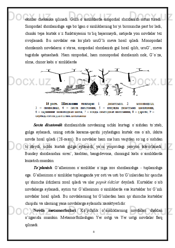 ekinlar   chekanka   qilinadi.   Gulli   o`simliklarda   simpodial   shoxlanish   ustun   turadi.
Simpodial shoxlanishga ega bo`lgan o`simliklarning bo`yi birmuncha past bo`ladi,
chunki   tepa   kurtak   o`z   funktsiyasini   to`liq   bajarmaydi,   natijada   yon   novdalar   tez
rivojlanadi.   Bu   novdalar   esa   ko`plab   uruG’li   meva   hosil   qiladi.   Monopodial
shoxlanish  novdalarni   o`stirsa,  simpodial  shoxlanish   gul   hosil   qilib, uruG’,  meva
tugishda   qatnashadi.   Ham   simpodial,   ham   monopodial   shoxlanish   nok,   G’o`za,
olma, chinor kabi o`simliklarda 
Soxta   dixatomik   shoxlanishda   novdaning   uchki   kurtagi   o`sishdan   to`xtab,
gulga   aylanadi,   uning   ostida   karama-qarshi   joylashgan   kurtak   esa   o`sib,   ikkita
novda   hosil   qiladi   (28-rasm).   Bu   novdalar   ham   ma`lum   vaqtdan   so`ng   o`sishdan
to`xtaydi,   uchki   kurtak   gulga   aylanadi,   ya`ni   yuqoridagi   jarayon   takrorlanadi.
Bunday   shoxlanishni   siren’,   kashtan,   bangidevona,   chinnigul   kabi   o`simliklarda
kuzatish mumkin.
To`planish .   G’allasimon   o`simliklar   o`ziga   xos   shoxlanishga   -   tuplanishga
ega. G’allasimon o`simliklar tuplanganda yer osti va usti bo`G’inlaridan bir qancha
qo`shimcha   ildizlarni   xosil   qiladi   va   ular   popuk   ildizlar   deyiladi.   Kurtaklar   o`sib
novdalarga   aylanadi,   ayrim   tur   G’allasimon   o`simliklarda   esa   kurtaklar   bo`G’inli
novdalar   hosil   qiladi.   Bu   novdalarning   bo`G’inlardan   ham   qo`shimcha   kurtaklar
chiqishi va ularning yana novdalarga aylanishi xaraktyerlidir.
Novda   metamorfozlari .   Ko’pchilik   o’simliklarning   novdalari   shaklan
o’zgarishi   mumkin.   Metamorfozlashgan   Yer   ostgi   va   Yer   ustgi   novdalar   farq
qilinadi.
6 