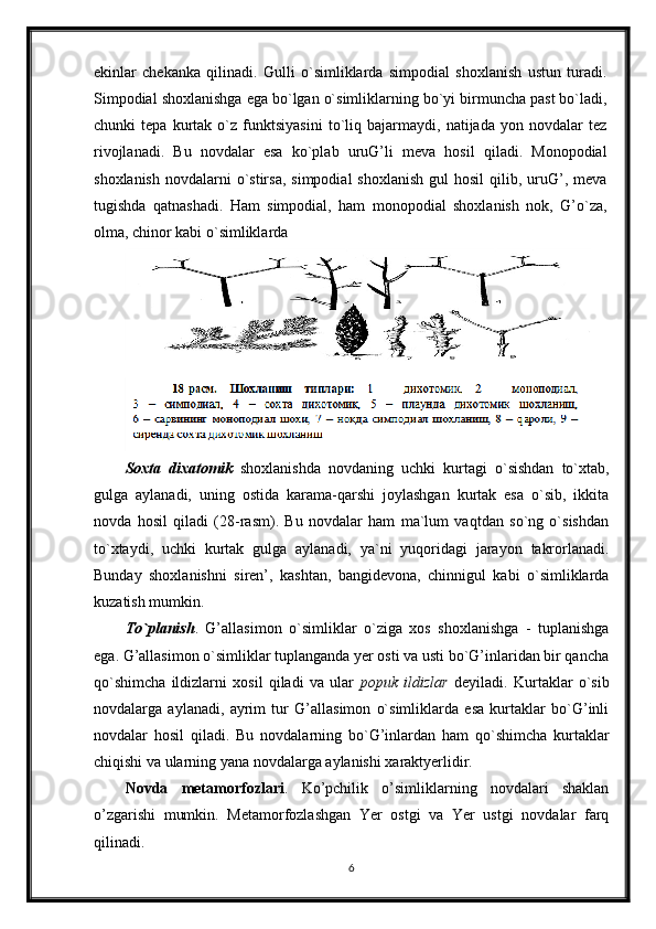 ekinlar   chekanka   qilinadi.   Gulli   o`simliklarda   simpodial   shoxlanish   ustun   turadi.
Simpodial shoxlanishga ega bo`lgan o`simliklarning bo`yi birmuncha past bo`ladi,
chunki   tepa   kurtak   o`z   funktsiyasini   to`liq   bajarmaydi,   natijada   yon   novdalar   tez
rivojlanadi.   Bu   novdalar   esa   ko`plab   uruG’li   meva   hosil   qiladi.   Monopodial
shoxlanish  novdalarni   o`stirsa,  simpodial  shoxlanish   gul   hosil   qilib, uruG’,  meva
tugishda   qatnashadi.   Ham   simpodial,   ham   monopodial   shoxlanish   nok,   G’o`za,
olma, chinor kabi o`simliklarda 
Soxta   dixatomik   shoxlanishda   novdaning   uchki   kurtagi   o`sishdan   to`xtab,
gulga   aylanadi,   uning   ostida   karama-qarshi   joylashgan   kurtak   esa   o`sib,   ikkita
novda   hosil   qiladi   (28-rasm).   Bu   novdalar   ham   ma`lum   vaqtdan   so`ng   o`sishdan
to`xtaydi,   uchki   kurtak   gulga   aylanadi,   ya`ni   yuqoridagi   jarayon   takrorlanadi.
Bunday   shoxlanishni   siren’,   kashtan,   bangidevona,   chinnigul   kabi   o`simliklarda
kuzatish mumkin.
To`planish .   G’allasimon   o`simliklar   o`ziga   xos   shoxlanishga   -   tuplanishga
ega. G’allasimon o`simliklar tuplanganda yer osti va usti bo`G’inlaridan bir qancha
qo`shimcha   ildizlarni   xosil   qiladi   va   ular   popuk   ildizlar   deyiladi.   Kurtaklar   o`sib
novdalarga   aylanadi,   ayrim   tur   G’allasimon   o`simliklarda   esa   kurtaklar   bo`G’inli
novdalar   hosil   qiladi.   Bu   novdalarning   bo`G’inlardan   ham   qo`shimcha   kurtaklar
chiqishi va ularning yana novdalarga aylanishi xaraktyerlidir.
Novda   metamorfozlari .   Ko’pchilik   o’simliklarning   novdalari   shaklan
o’zgarishi   mumkin.   Metamorfozlashgan   Yer   ostgi   va   Yer   ustgi   novdalar   farq
qilinadi.
6