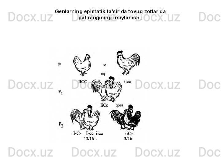 Genlarning epistatik ta’sirida tovuq zotlarida
pat rangining irsiylanishi. 