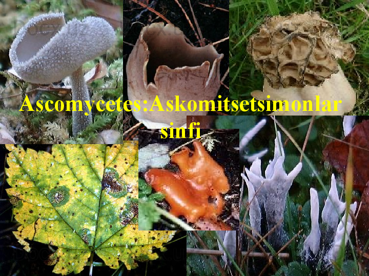 Ascomycetes:Askomitsetsimonlar 
sinfi 