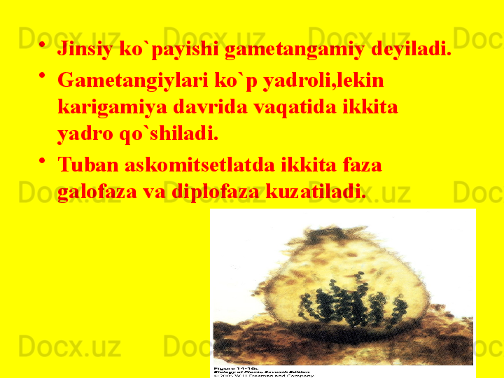 •
Jinsiy ko`payishi gametangamiy deyiladi.
•
Gametangiylari ko`p yadroli,lekin 
karigamiya davrida vaqatida ikkita 
yadro qo`shiladi.
•
Tuban askomitsetlatda ikkita faza 
galofaza va diplofaza kuzatiladi. 