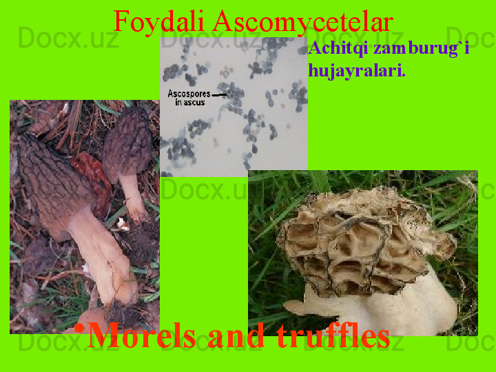 Foydali Ascomycetelar
Achitqi zamburug`i 
hujayralari.
•
Morels and truffles 