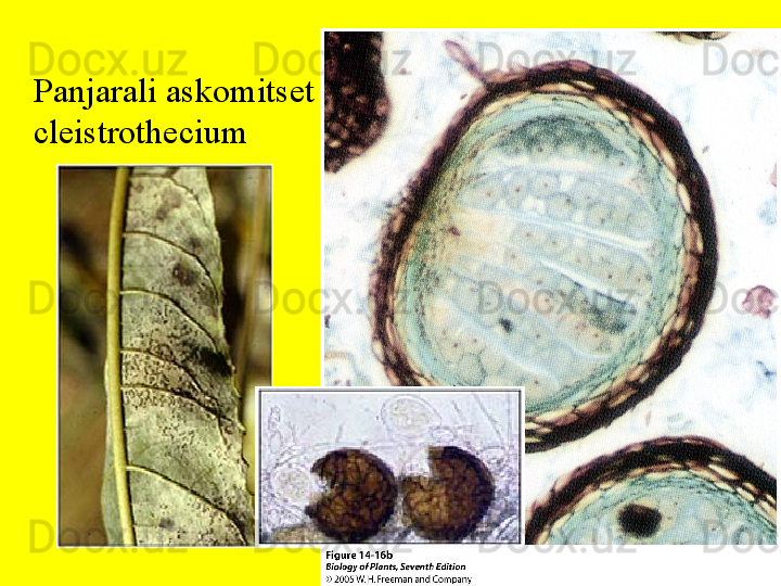 Panjarali askomitset 
cleistrothecium