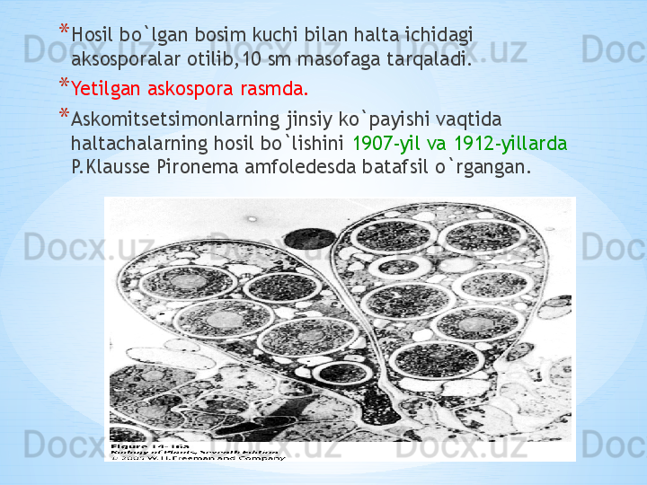 * Hosil bo`lgan bosim kuchi bilan halta ichidagi  
aksosporalar otilib,10 sm masofaga tarqaladi.
* Yetilgan askospora rasmda.
* Askomitsetsimonlarning jinsiy ko`payishi vaqtida 
haltachalarning hosil bo`lishini  1907-yil va 1912-yillarda 
P.Klausse Pironema amfoledesda batafsil o`rgangan. 