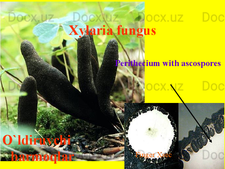 Xylaria fungus
O`ldiruvchi 
barmoqlar Perithecium with ascospores
Finger Xsec  