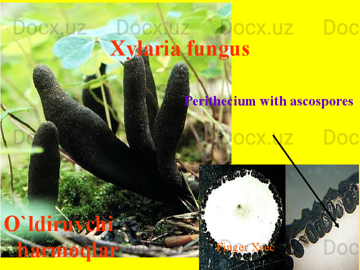 Xylaria fungus
O`ldiruvchi 
barmoqlar Perithecium with ascospores
Finger Xsec