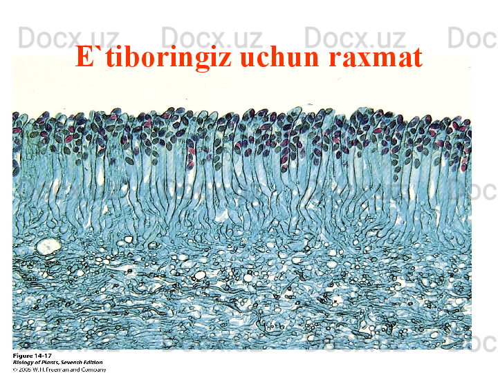 E`tiboringiz uchun raxmat