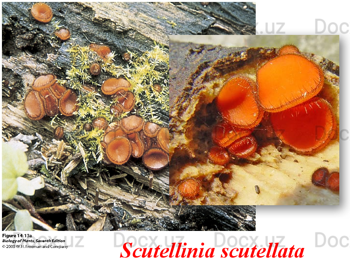   Scutellinia scutellata  