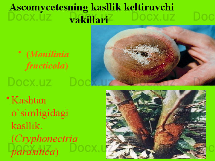 Ascomycetesning kasllik keltiruvchi 
vakillari  
•
( Monilinia 
fructicola )  
•
Kashtan 
o`simligidagi 
kasllik. 
( Cryphonectria 
parasitica )