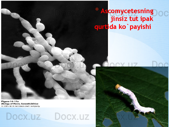* Ipi * Ascomycetesning 
jinsiz tut ipak 
qurtida ko`payishi