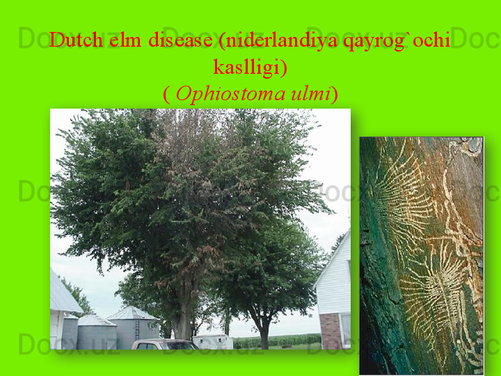 Dutch elm disease (niderlandiya qayrog`ochi 
kaslligi)
(  Ophiostoma ulmi )   