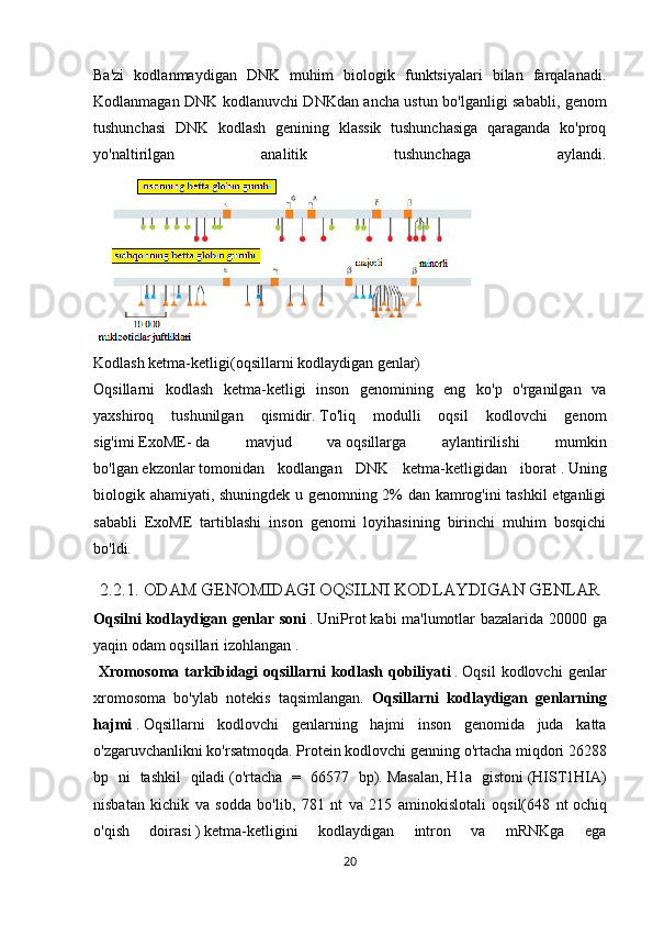 Ba'zi   kodlanmaydigan   DNK   muhim   biologik   funktsiyalari   bilan   farqalanadi.
Kodlanmagan DNK kodlanuvchi DNKdan ancha ustun bo'lganligi sababli, genom
tushunchasi   DNK   kodlash   genining   klassik   tushunchasiga   qaraganda   ko'proq
yo'naltirilgan   analitik   tushunchaga   aylandi.
Kodlash ketma-ketligi(oqsillarni kodlaydigan genlar)
Oqsillarni   kodlash   ketma-ketligi   inson   genomining   eng   ko'p   o'rganilgan   va
yaxshiroq   tushunilgan   qismidir.   To'liq   modulli   oqsil   kodlovchi   genom
sig'imi   ExoME-   da   mavjud   va   oqsillarga   aylantirilishi   mumkin
bo'lgan   ekzonlar   tomonidan   kodlangan   DNK   ketma-ketligidan   iborat   .   Uning
biologik ahamiyati, shuningdek u genomning 2% dan kamrog'ini tashkil etganligi
sababli   ExoME   tartiblashi   inson   genomi   loyihasining   birinchi   muhim   bosqichi
bo'ldi.
2.2.1. ODAM GENOMIDAGI OQSILNI KODLAYDIGAN GENLAR
Oqsilni kodlaydigan	 genlar	 soni   .   UniProt   kabi   ma ' lumotlar   bazalarida   20000   ga
yaqin   odam   oqsillari   izohlangan   .  
  Xromosoma   tarkibidagi   oqsillarni   kodlash   qobiliyati   .   Oqsil   kodlovchi   genlar
xromosoma   bo'ylab   notekis   taqsimlangan.   Oqsillarni	
 kodlaydigan	 genlarning
hajmi   .   Oqsillarni   kodlovchi   genlarning   hajmi   inson   genomida   juda   katta
o'zgaruvchanlikni ko'rsatmoqda.   Protein kodlovchi genning o'rtacha miqdori 26288
bp   ni   tashkil   qiladi   (o'rtacha   =   66577   bp).   Masalan,   H1a   gistoni   (HIST1HIA)
nisbatan   kichik   va   sodda   bo'lib,   781   nt   va   215   aminokislotali   oqsil(648   nt   ochiq
o'qish   doirasi   )   ketma-ketligini   kodlaydigan   intron   va   mRNKga   ega
20 