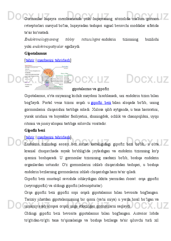 Gormonlar   hujayra   membranasida   yoki   hujayraning   sitozolida   ma'lum   gormon
retseptorlari  mavjud bo'lsa,  hujayradan tashqari  signal  beruvchi  moddalar  sifatida
ta'sir ko'rsatadi.
Endokrinologiyaning   tibbiy   ixtisosligini   endokrin   tizimning   buzilishi
yoki   endokrinopatiyalar   egallaydi.
Gipotalamus
[ tahrir   |   manbasini tahrirlash ]
gipotalamus va gipofiz
Gipotalamus, o'rta miyaning kichik maydoni hisoblanadi, uni endokrin tizim bilan
bog'laydi.   Portal   vena   tizimi   orqali   u   gipofiz   bezi   bilan   aloqada   bo'lib,   uning
gormonlarini   chiqarishni   tartibga   soladi.  Xulosa   qilib  aytganda,  u  tana  haroratini,
yurak  urishini  va  buyraklar  faoliyatini, shuningdek,  ochlik va chanqoqlikni, uyqu
ritmini va jinsiy aloqani tartibga soluvchi vositadir.
Gipofiz bezi
[ tahrir   |   manbasini tahrirlash ]
Endokrin   tizimdagi   asosiy   bez   no'xat   kattaligidagi   gipofiz   bezi   bo'lib,   u   o'rta
kranial   chuqurchada   suyak   bo'shlig'ida   joylashgan   va   endokrin   tizimning   ko'p
qismini   boshqaradi.   U   gormonlar   tizimining   markazi   bo'lib,   boshqa   endokrin
organlardan   ustundir.   O'z   gormonlarini   ishlab   chiqarishdan   tashqari,   u   boshqa
endokrin bezlarning gormonlarini ishlab chiqarishga ham ta'sir qiladi.
Gipofiz   bezi   mustaqil   ravishda   ishlaydigan   ikkita   yarmidan   iborat:   orqa   gipofiz
(neyrogipofiz) va oldingi gipofiz (adenopituitar).
Orqa   gipofiz   bezi   gipofiz   sopi   orqali   gipotalamus   bilan   bevosita   bog'langan.
Tarixiy   jihatdan   gipotalamusning   bir   qismi   (ya'ni   miya)   u   yerda   hosil   bo lgan   vaʻ
umumiy asab aloqasi orqali unga etkazilgan gormonlarni saqlaydi.
Oldingi   gipofiz   bezi   bevosita   gipotalamus   bilan   bog'langan.   Anterior   lobda
to'g'ridan-to'g'ri   tana   to'qimalariga   va   boshqa   bezlarga   ta'sir   qiluvchi   turli   xil 