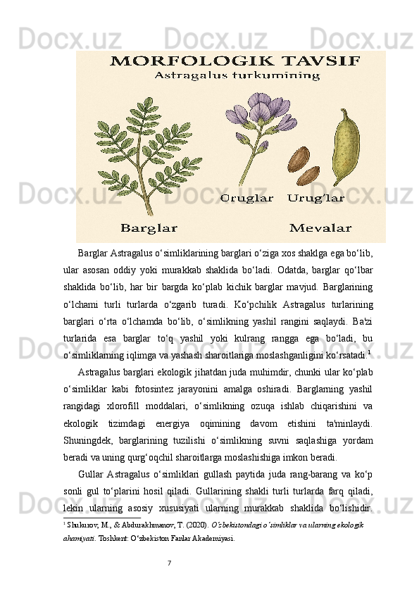 7Barglar Astragalus o‘simliklarining barglari o‘ziga xos shaklga ega bo‘lib,
ular   asosan   oddiy   yoki   murakkab   shaklida   bo‘ladi.   Odatda,   barglar   qo‘lbar
shaklida   bo‘lib,   har   bir   bargda   ko‘plab   kichik   barglar   mavjud.   Barglarining
o‘lchami   turli   turlarda   o‘zgarib   turadi.   Ko‘pchilik   Astragalus   turlarining
barglari   o‘rta   o‘lchamda   bo‘lib,   o‘simlikning   yashil   rangini   saqlaydi.   Ba'zi
turlarida   esa   barglar   to‘q   yashil   yoki   kulrang   rangga   ega   bo‘ladi,   bu
o‘simliklarning iqlimga va yashash sharoitlariga moslashganligini ko‘rsatadi. 1
Astragalus barglari ekologik jihatdan juda muhimdir, chunki ular ko‘plab
o‘simliklar   kabi   fotosintez   jarayonini   amalga   oshiradi.   Barglarning   yashil
rangidagi   xlorofill   moddalari,   o‘simlikning   ozuqa   ishlab   chiqarishini   va
ekologik   tizimdagi   energiya   oqimining   davom   etishini   ta'minlaydi.
Shuningdek,   barglarining   tuzilishi   o‘simlikning   suvni   saqlashiga   yordam
beradi va uning qurg‘oqchil sharoitlarga moslashishiga imkon beradi.
Gullar   Astragalus   o‘simliklari   gullash   paytida   juda   rang-barang   va   ko‘p
sonli   gul   to‘plarini   hosil   qiladi.   Gullarining   shakli   turli   turlarda   farq   qiladi,
lekin   ularning   asosiy   xususiyati   ularning   murakkab   shaklida   bo‘lishidir.
1
  Shukurov, M., & Abdurakhmanov, T.  (2020).  O‘zbekistondagi o‘simliklar va ularning ekologik 
ahamiyati . Toshkent: O‘zbekiston Fanlar Akademiyasi. 