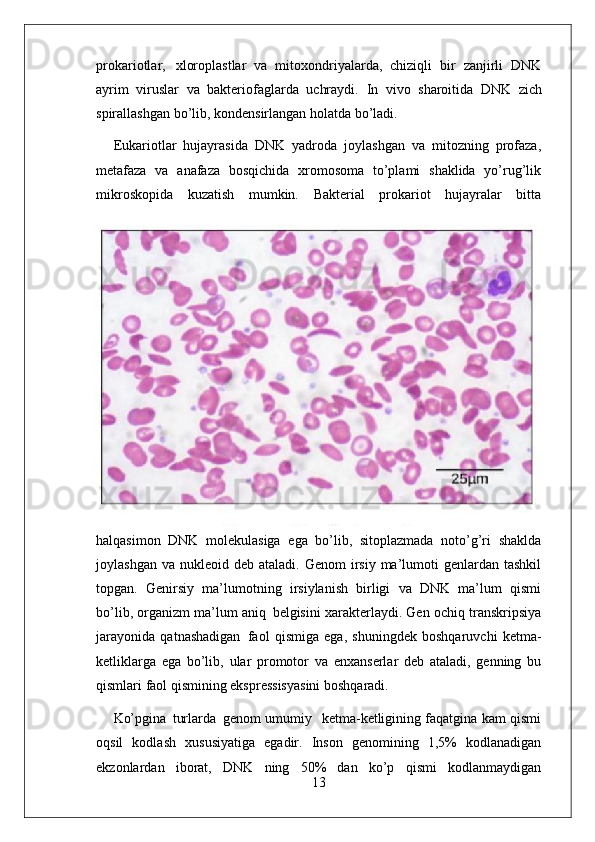 13prokariotlar,   xloroplastlar   va   mitoxondriyalarda,   chiziqli   bir   zanjirli   DNK
ayrim   viruslar   va   bakteriofaglarda   uchraydi.   In   vivo   sharoitida   DNK   zich
spirallashgan   bo’lib,   kondensirlangan   holatda  bo’ladi.
Eukariotlar   hujayrasida   DNK   yadroda   joylashgan   va   mitozning   profaza,
metafaza   va   anafaza   bosqichida   xromosoma   to’plami   shaklida   yo’rug’lik
mikroskopida   kuzatish   mumkin.   Bakterial   prokariot   hujayralar   bitta
halqasimon   DNK   molekulasiga   ega   bo’lib,   sitoplazmada   noto’g’ri   shaklda
joylashgan  va  nukleoid deb  ataladi.  Genom  irsiy  ma’lumoti  genlardan  tashkil
topgan.   Genirsiy   ma’lumotning   irsiylanish   birligi   va   DNK   ma’lum   qismi
bo’lib, organizm ma’lum aniq   belgisini xarakterlaydi. Gen ochiq transkripsiya
jarayonida   qatnashadigan   faol   qismiga   ega,   shuningdek   boshqaruvchi   ketma-
ketliklarga   ega   bo’lib,   ular   promotor   va   enxanserlar   deb   ataladi,   genning   bu
qismlari faol qismining ekspressisyasini boshqaradi.
Ko’pgina   turlarda   genom umumiy  ketma-ketligining faqatgina kam qismi
oqsil   kodlash   xususiyatiga   egadir.   Inson   genomining   1,5%   kodlanadigan
ekzonlardan   iborat,   DNK   ning   50%   dan   ko’p   qismi   kodlanmaydigan 