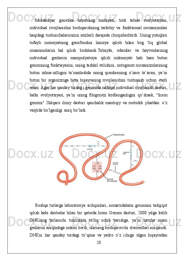 20Molekulyar   genetika   hayotning   mohiyati,   tirik   tabiat   evolyutsiyasi,
individual   rivojlanishni   boshqarishning   tarkibiy   va   funktsional   mexanizmlari
haqidagi tushunchalarimizni sezilarli darajada chuqurlashtirdi. Uning yutuqlari
tufayli   insoniyatning   genofondini   himoya   qilish   bilan   bog   ‘liq   global
muammolarini   hal   qilish   boshlandi.Tabiiyki,   odamlar   va   hayvonlarning
individual   genlarini   manipulyatsiya   qilish   imkoniyati   hali   ham   butun
genomning funktsiyasini, uning tashkil etilishini, ontogenez mexanizmlarining
butun   xilma-xilligini   ta’minlashda   uning   qismlarining   o’zaro   ta’sirini,   ya’ni
butun   bir   organizmga   bitta   hujayraning   rivojlanishini   tushunish   uchun   etarli
emas. Agar har qanday turdag i genomda nafaqat individual rivojlanish dasturi,
balki   evolyutsiyasi,   ya’ni   uning   filogenezi   kodlanganligini   qo’shsak,   "Inson
genomi"   Xalqaro   ilmiy   dasturi   qanchalik   mantiqiy   va   metodik   jihatdan   o’z
vaqtida bo’lganligi   aniq   bo’ladi.
Boshqa   turlarga  laboratoriya   sichqonlari,   nematodalarni   genomini   tadqiqot
qilish   kabi   dasturlar   bilan   bir   qatorda.Inson   Genom   dasturi,   2000   yilga   kelib
DNKning   birlamchi   tuzilishini   to’liq   ochib   berishga,   ya’ni   barcha   inson
genlarini aniqlashga imkon berdi, ularning boshqaruvchi elementlari aniqlandi.
DNKni   har   qanday   turdagi   to’qima   va   yadro   o’z   ichiga   olgan   hujayradan 