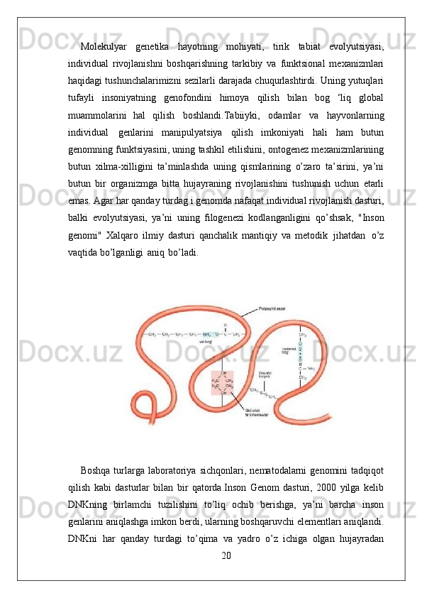 20Molekulyar   genetika   hayotning   mohiyati,   tirik   tabiat   evolyutsiyasi,
individual   rivojlanishni   boshqarishning   tarkibiy   va   funktsional   mexanizmlari
haqidagi tushunchalarimizni sezilarli darajada chuqurlashtirdi. Uning yutuqlari
tufayli   insoniyatning   genofondini   himoya   qilish   bilan   bog   ‘liq   global
muammolarini   hal   qilish   boshlandi.Tabiiyki,   odamlar   va   hayvonlarning
individual   genlarini   manipulyatsiya   qilish   imkoniyati   hali   ham   butun
genomning funktsiyasini, uning tashkil etilishini, ontogenez mexanizmlarining
butun   xilma-xilligini   ta’minlashda   uning   qismlarining   o’zaro   ta’sirini,   ya’ni
butun   bir   organizmga   bitta   hujayraning   rivojlanishini   tushunish   uchun   etarli
emas. Agar har qanday turdag i genomda nafaqat individual rivojlanish dasturi,
balki   evolyutsiyasi,   ya’ni   uning   filogenezi   kodlanganligini   qo’shsak,   "Inson
genomi"   Xalqaro   ilmiy   dasturi   qanchalik   mantiqiy   va   metodik   jihatdan   o’z
vaqtida bo’lganligi   aniq   bo’ladi.
Boshqa   turlarga  laboratoriya   sichqonlari,   nematodalarni   genomini   tadqiqot
qilish   kabi   dasturlar   bilan   bir   qatorda.Inson   Genom   dasturi,   2000   yilga   kelib
DNKning   birlamchi   tuzilishini   to’liq   ochib   berishga,   ya’ni   barcha   inson
genlarini aniqlashga imkon berdi, ularning boshqaruvchi elementlari aniqlandi.
DNKni   har   qanday   turdagi   to’qima   va   yadro   o’z   ichiga   olgan   hujayradan