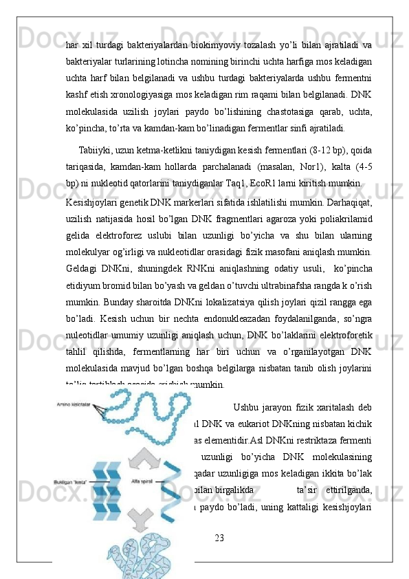 23har   xil   turdagi   bakteriyalardan   biokimyoviy   tozalash   yo’li   bilan   ajratiladi   va
bakteriyalar turlarining lotincha nomining birinchi uchta harfiga mos keladigan
uchta   harf   bilan   belgilanadi   va   ushbu   turdagi   bakteriyalarda   ushbu   fermentni
kashf etish xronologiyasiga mos keladigan rim raqami bilan belgilanadi. DNK
molekulasida   uzilish   joylari   paydo   bo’lishining   chastotasiga   qarab,   uchta,
ko’pincha, to’rta va kamdan-kam bo’linadigan fermentlar sinfi  ajratiladi.
Tabiiyki, uzun ketma-ketlikni taniydigan kesish fermentlari (8-12 bp), qoida
tariqasida,   kamdan-kam   hollarda   parchalanadi   (masalan,   Nor1),   kalta   (4-5
bp) ni nukleotid qatorlarini taniydiganlar Taq1, EcoR1 larni kiritish mumkin.
Kesishjoylari genetik DNK markerlari sifatida ishlatilishi mumkin. Darhaqiqat,
uzilish   natijasida   hosil   bo’lgan   DNK   fragmentlari   agaroza   yoki   poliakrilamid
gelida   elektroforez   uslubi   bilan   uzunligi   bo’yicha   va   shu   bilan   ularning
molekulyar og’irligi va nukleotidlar orasidagi fizik masofani aniqlash mumkin.
Geldagi   DNKni,   shuningdek   RNKni   aniqlashning   odatiy   usuli,  ko’pincha
etidiyum bromid bilan bo’yash va geldan o’tuvchi ultrabinafsha rangda k o’rish
mumkin. Bunday   sharoitda   DNKni   lokalizatsiya   qilish   joylari   qizil   rangga   ega
bo’ladi.   Kesish   uchun   bir   nechta   endonukleazadan   foydalanilganda,   so’ngra
nuleotidlar   umumiy   uzunligi   aniqlash   uchun,   DNK   bo’laklarini   elektroforetik
tahlil   qilishda,   fermentlarning   har   biri   uchun   va   o’rganilayotgan   DNK
molekulasida   mavjud   bo’lgan   boshqa   belgilarga   nisbatan   tanib   olish   joylarini
to’liq tartiblash asosida erishish mumkin.
Ushbu   jarayon   fizik   xaritalash   deb
ataladi va plazmid, virusli, bakterial DNK va eukariot DNKning nisbatan kichik
bo’laklarini tahlil qilishning ajralmas elementidir.Asl DNKni restriktaza fermenti
bilan   qayta   ishlagandan   so’ng,   uzunligi   bo’yicha   DNK   molekulasining
uchlaridan tortib uzilish  joylariga  qadar   uzunligiga  mos  keladigan  ikkita bo’lak
hosil bo’ladi. Ikkala endonukleaza bilan  birgalikda ta’sir   ettirilganda,
elektroforegrammada   yangi   parcha   paydo   bo’ladi,   uning   kattaligi   kesishjoylari
orasidagi   masofaga   to’g’ri   keladi. 