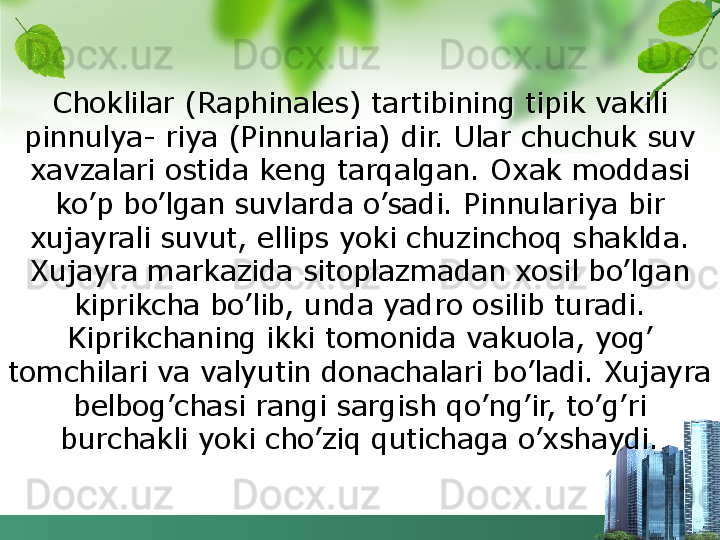 Choklilar (Raphinales) tartibining tipik vakili 
pinnulya- riya (Pinnularia) dir. Ular chuchuk suv 
xavzalari ostida keng tarqalgan. Oxak moddasi 
ko’p bo’lgan suvlarda o’sadi. Pinnulariya bir 
xujayrali suvut, ellips yoki chuzinchoq shaklda. 
Xujayra markazida sitoplazmadan xosil bo’lgan 
kiprikcha bo’lib, unda yadro osilib turadi. 
Kiprikchaning ikki tomonida vakuola, yog’ 
tomchilari va valyutin donachalari bo’ladi. Xujayra 
belbog’chasi rangi sargish qo’ng’ir, to’g’ri 
burchakli yoki cho’ziq qutichaga o’xshaydi.  