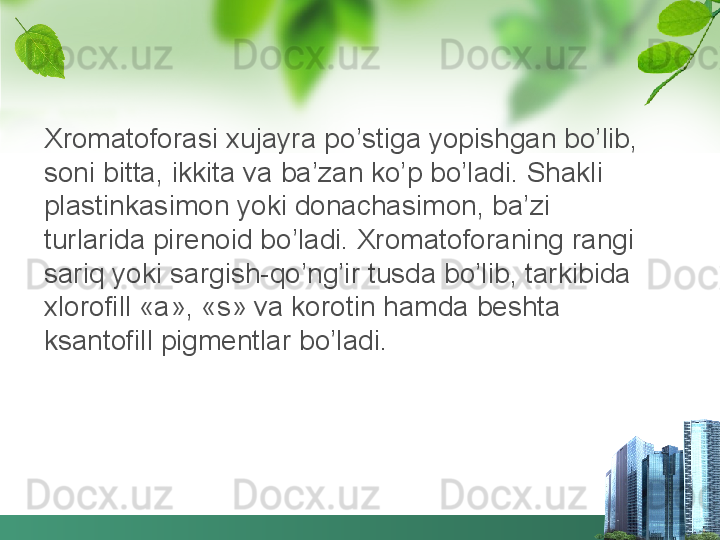 Xromatoforasi xujayra p o’ stiga yopishgan bo’lib, 
soni bitta, ikkita va ba’zan ko’p bo’ladi. Shakli 
plastinkasimon yoki donachasimon, ba’zi 
turlarida pirenoid bo’ladi. Xromatoforaning rangi 
sariq yoki sargish-qo’ng’ir tusda bo’lib, tarkibida 
xlorofill «a», «s» va korotin hamda beshta 
ksantofill pigmentlar bo’ladi.  