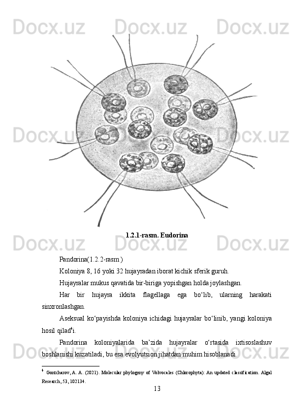 1.2.1-rasm. Eudorina
Pandorina(1.2.2-rasm )
Koloniya 8, 16 yoki 32 hujayradan iborat kichik sferik guruh.
Hujayralar mukus qavatida bir-biriga yopishgan holda joylashgan.
Har   bir   hujayra   ikkita   flagellaga   ega   bo‘lib,   ularning   harakati
sinxronlashgan.
Aseksual  ko‘payishda koloniya ichidagi  hujayralar  bo‘linib, yangi  koloniya
hosil qilad 4
i.
Pandorina   koloniyalarida   ba’zida   hujayralar   o‘rtasida   ixtisoslashuv
boshlanishi kuzatiladi, bu esa evolyutsion jihatdan muhim hisoblanadi.
4
  Gontcharov,  A.  A.   (2021).   Molecular   phylogeny   of  Volvocales   (Chlorophyta):  An   updated   classification.  Algal
Research, 53, 102134.
13 