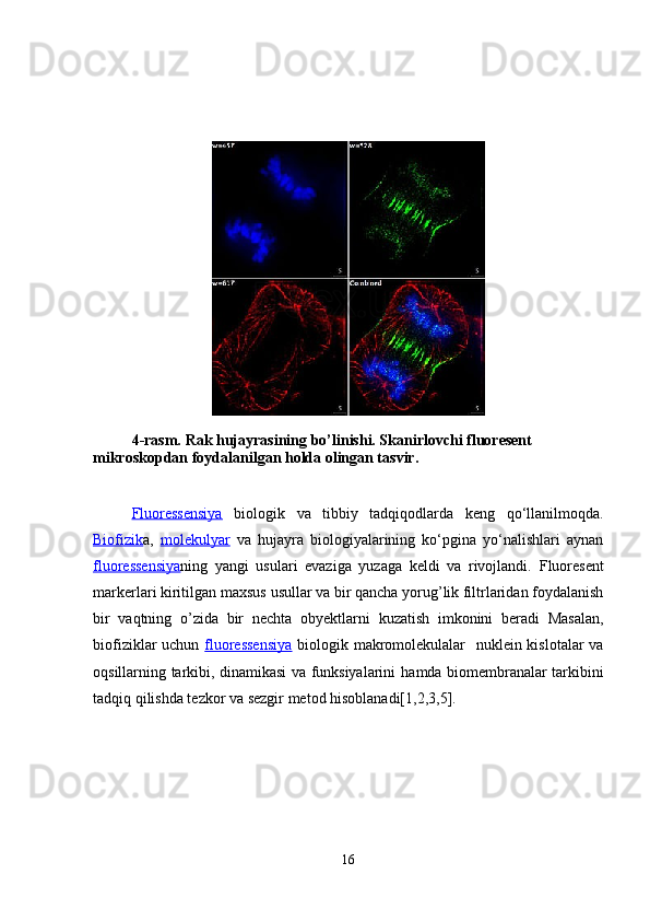 4-rasm.   Rak hujayrasining bo’linishi. Skanirlovchi fluoresent 
mikroskopdan foydalanilgan holda olingan tasvir.  
Fluoressensiya   biologik   va   tibbiy   tadqiqodlarda   keng   qo‘llanilmoqda.
Biofizik a,   molekulyar   va   hujayra   biologiyalarining   ko‘pgina   yo‘nalishlari   aynan
fluoressensiya ning   yangi   usulari   evaziga   yuzaga   keldi   va   rivojlandi.   Fluoresent
markerlari   kiritilgan   maxsus   usullar   va   bir   qancha   yorug ’ lik   filtrlaridan   foydalanish
bir   vaqtning   o ’ zida   bir   nechta   obyektlarni   kuzatish   imkonini   beradi   Masalan,
biofiziklar uchun   fluoressensiya   biologik makromolekulalar   nuklein kislotalar  va
oqsillarning tarkibi, dinamikasi va funksiyalarini   hamda   biomembranalar   tarkibini
tadqiq qilishda tezkor va sezgir metod hisoblanadi[1,2,3,5]. 
16 