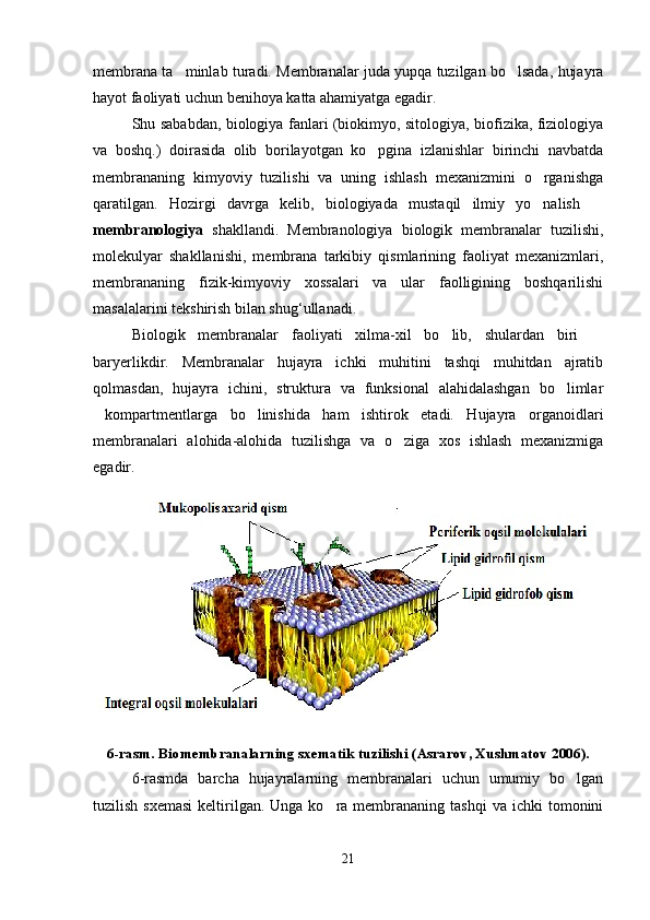 membrana ta minlab turadi. Membranalar juda yupqa tuzilgan bo lsada, hujayra 
hayot faoliyati uchun benihoya katta ahamiyatga egadir. 
Shu sababdan, biologiya fanlari (biokimyo, sitologiya, biofizika, fiziologiya
va   boshq.)   doirasida   olib   borilayotgan   ko pgina   izlanishlar   birinchi   navbatda	

membrananing   kimyoviy   tuzilishi   va   uning   ishlash   mexanizmini   o rganishga	

qaratilgan.   Hozirgi   davrga   kelib,   biologiyada   mustaqil   ilmiy   yo nalish  
 
membranоlogiya   shakllandi.   Membranologiya   biologik   membranalar   tuzilishi,
molekulyar   shakllanishi,   membrana   tarkibiy   qismlarining   faoliyat   mexanizmlari,
membrananing   fizik-kimyoviy   xossalari   va   ular   faolligining   boshqarilishi
masalalarini tekshirish bilan shug‘ullanadi.
Biologik   membranalar   faoliyati   xilma-xil   bo lib,   shulardan   biri  	
 
baryerlikdir.   Membranalar   hujayra   ichki   muhitini   tashqi   muhitdan   ajratib
qolmasdan,   hujayra   ichini,   struktura   va   funksional   alahidalashgan   bo limlar	

kompartmentlarga   bo linishida   ham   ishtirok   etadi.   Hujayra   organoidlari	
 
membranalari   alohida-alohida   tuzilishga   va   o ziga   xos   ishlash   mexanizmiga	

egadir.
6 -rasm. Biomembranalarning sxematik tuzilishi (Asrarov, Xushmatov 2006).
6-rasmda   barcha   hujayralarning   membranalari   uchun   umumiy   bo lgan	

tuzilish  sxemasi  keltirilgan. Unga  ko ra membrananing  tashqi   va ichki   tomonini	

21 