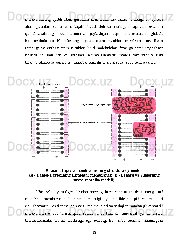 molekulasining   qutbli   atom   guruhlari   membrana   suv   fazasi   tomonga   va   qutbsiz
atom   guruhlari   esa   o zaro   taqalib   turadi   deb   ko rsatilgan.   Lipid   molekulalari 
qo shqavatining   ikki   tomonida   joylashgan   oqsil   molekulalari   globula	

ko rinishida   bo lib,   ularning     qutbli   atom   guruhlari   membrana   suv   fazasi
 
tomonga   va   qutbsiz   atom   guruhlari   lipid   molekulalari   fazasiga   qarab   joylashgan
holatda   bo ladi   deb   ko rsatiladi.   Ammo   Daniyelli   modeli   ham   vaqt   o tishi	
  
bilan, biofizikada yangi ma lumotlar olinishi bilan talabga javob bermay qoldi.	

9 -rasm. Hujayra membranasining strukturaviy modeli 
(A - Daniel-Davsonning elementar membranasi; B - Lenard va Singerning
suyuq-mozaika modeli).
1964   yilda   yaratilgan   J.Robertsonning   biomembranalar   strukturasiga   oid
modelida   membrana   uch   qavatli   ekanligi,   ya ni   ikkita   lipid   molekulalari	

qo shqavatini ichki tomondan oqsil molekulalari va tashqi tomondan glikoproteid	

molekulalari   o rab   turishi   qayd   etiladi   va   bu   tuzilish     universal,   ya ni   barcha	
 
biomembranalar   bir   xil   tuzilishga   ega   ekanligi   ko rsatib   beriladi.   Shuningdek	

28 